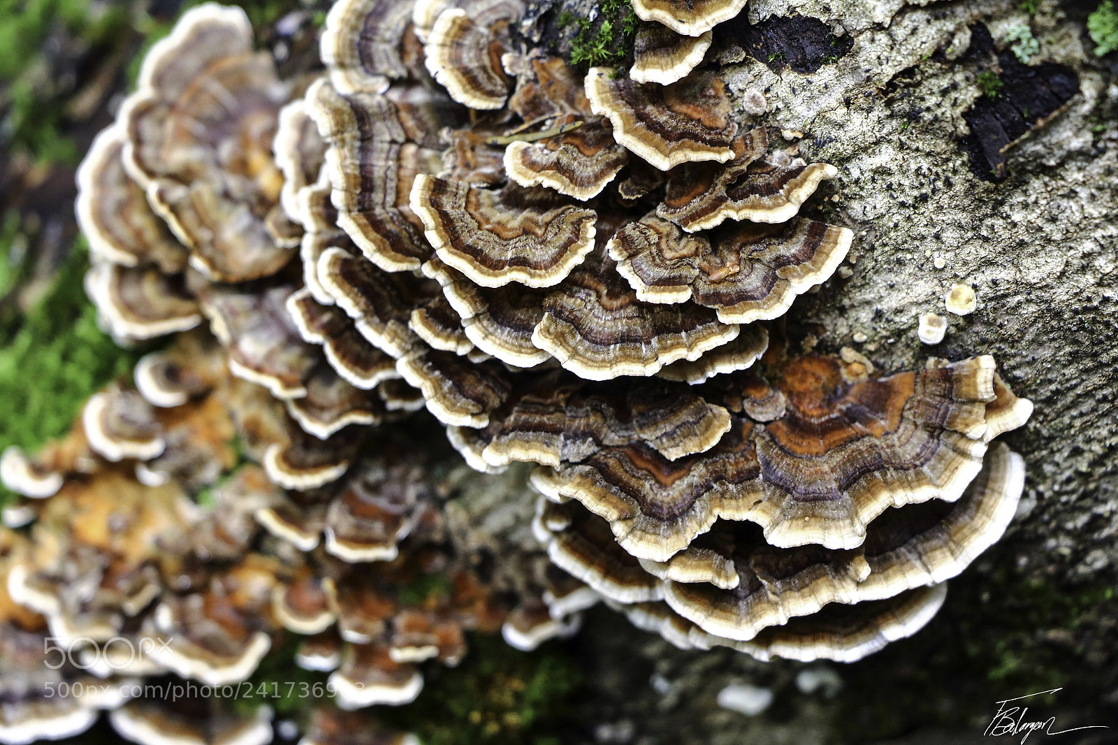Canon EOS 650D (EOS Rebel T4i / EOS Kiss X6i) sample photo. Wood mushroom photography