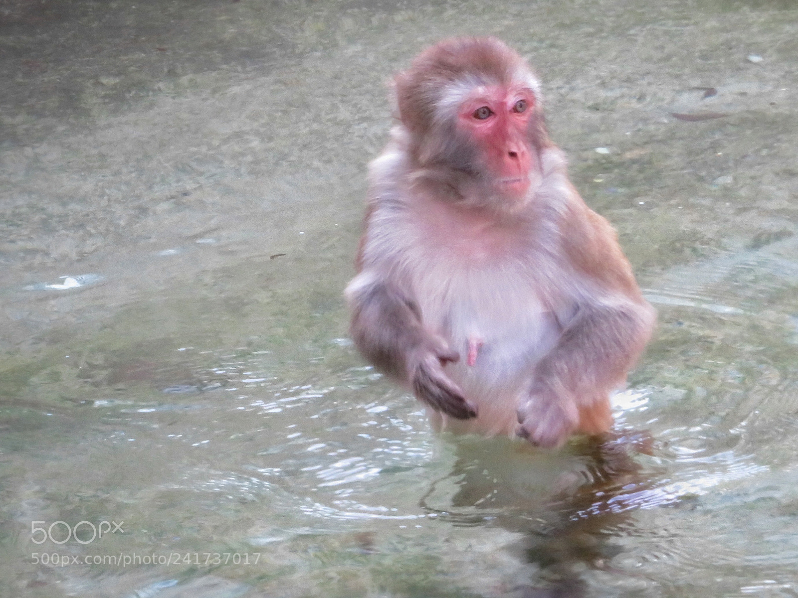 Canon PowerShot SX720 HS sample photo. Rhesus macaque photography