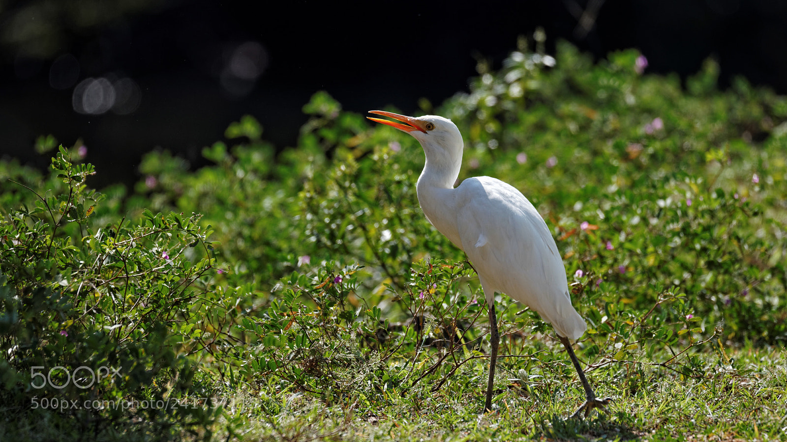 Canon EOS-1D X sample photo. White photography
