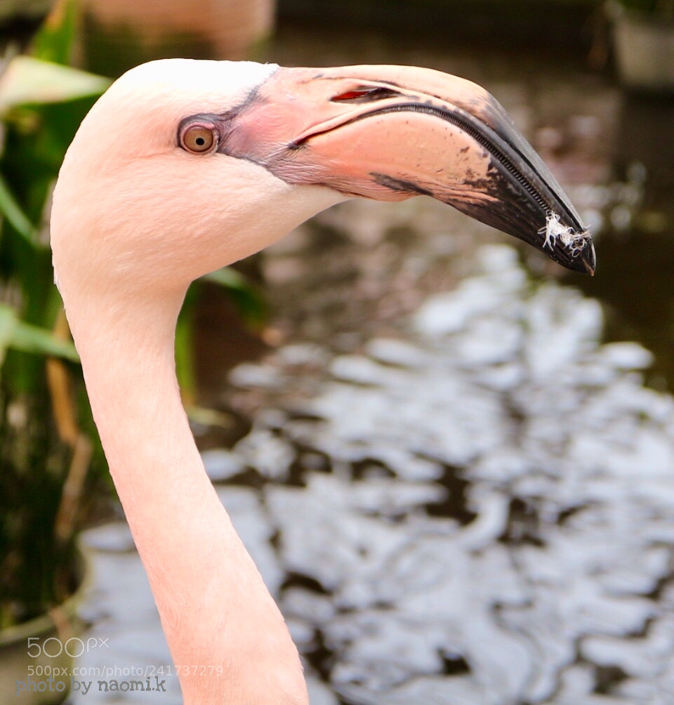 Canon EOS M10 sample photo. Flamingo photography