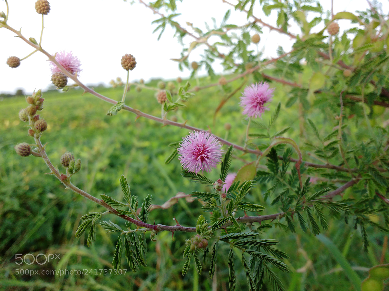 Motorola MotoG3 sample photo. Wild flower photography