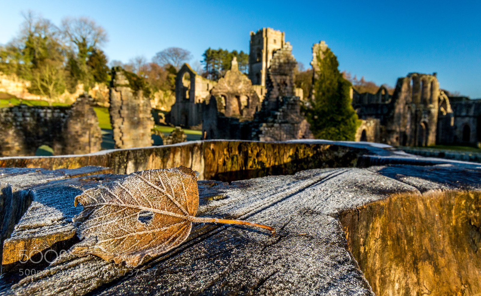 Nikon D3200 sample photo. Fountains abbey leaf photography
