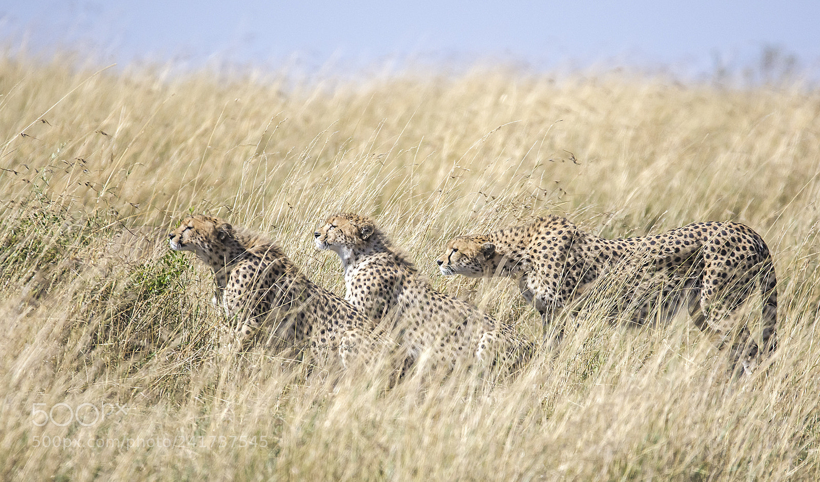 Nikon D7200 sample photo. Ambush . . . . photography