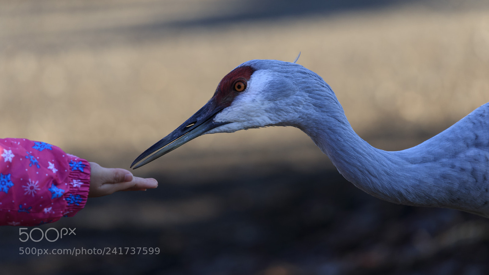 Canon EOS-1D X Mark II sample photo. Untitled photography