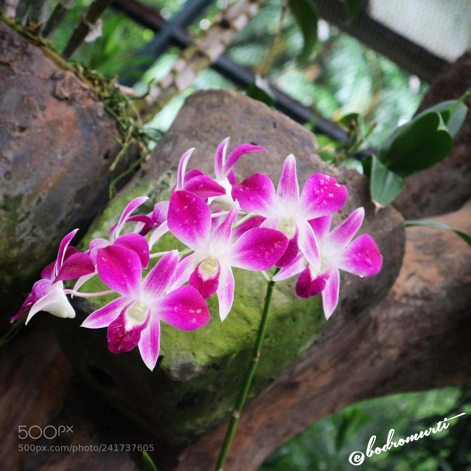 Canon EOS M10 sample photo. Orchid photography