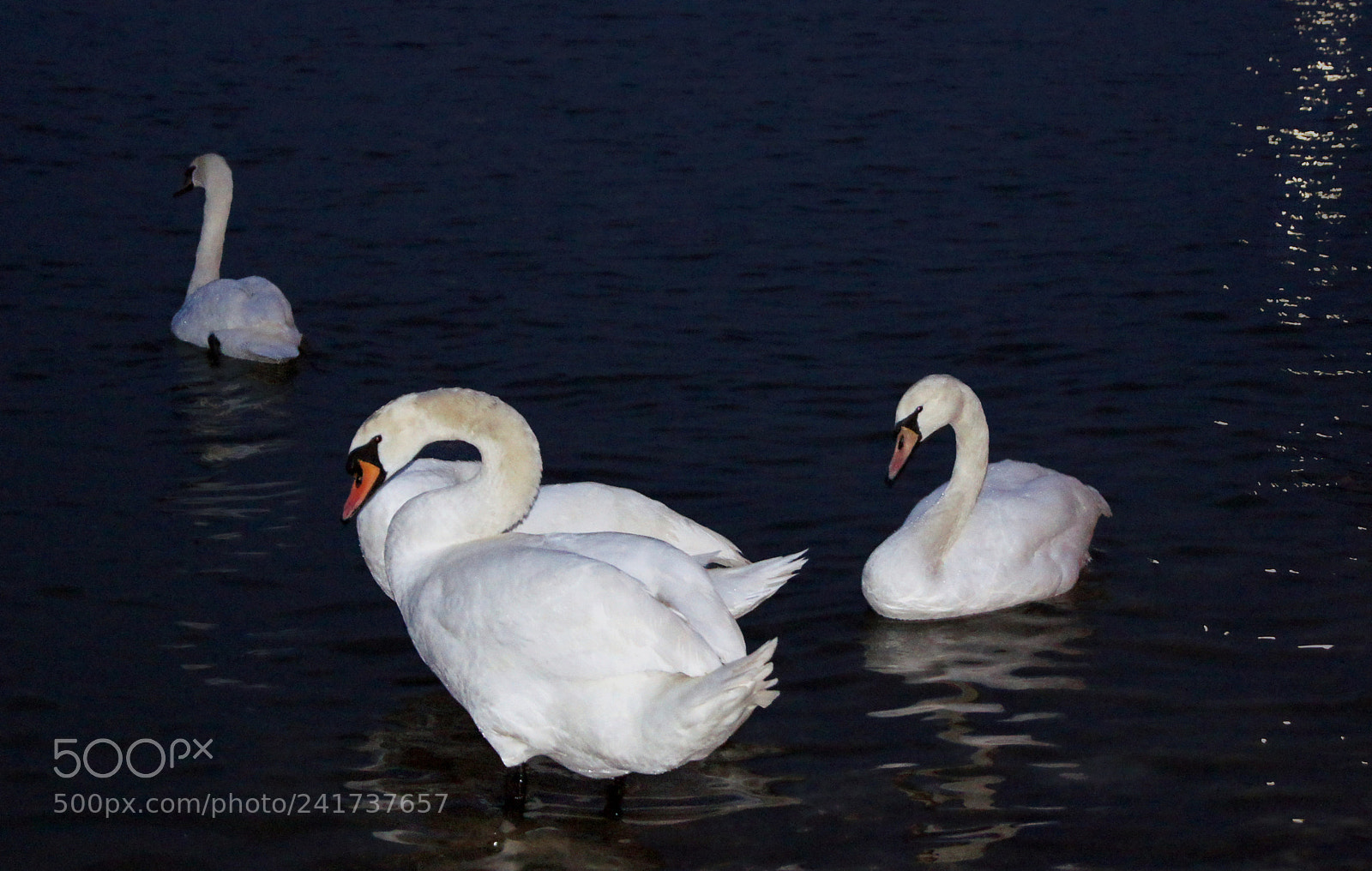 Sony SLT-A33 sample photo. Swans in the dark photography