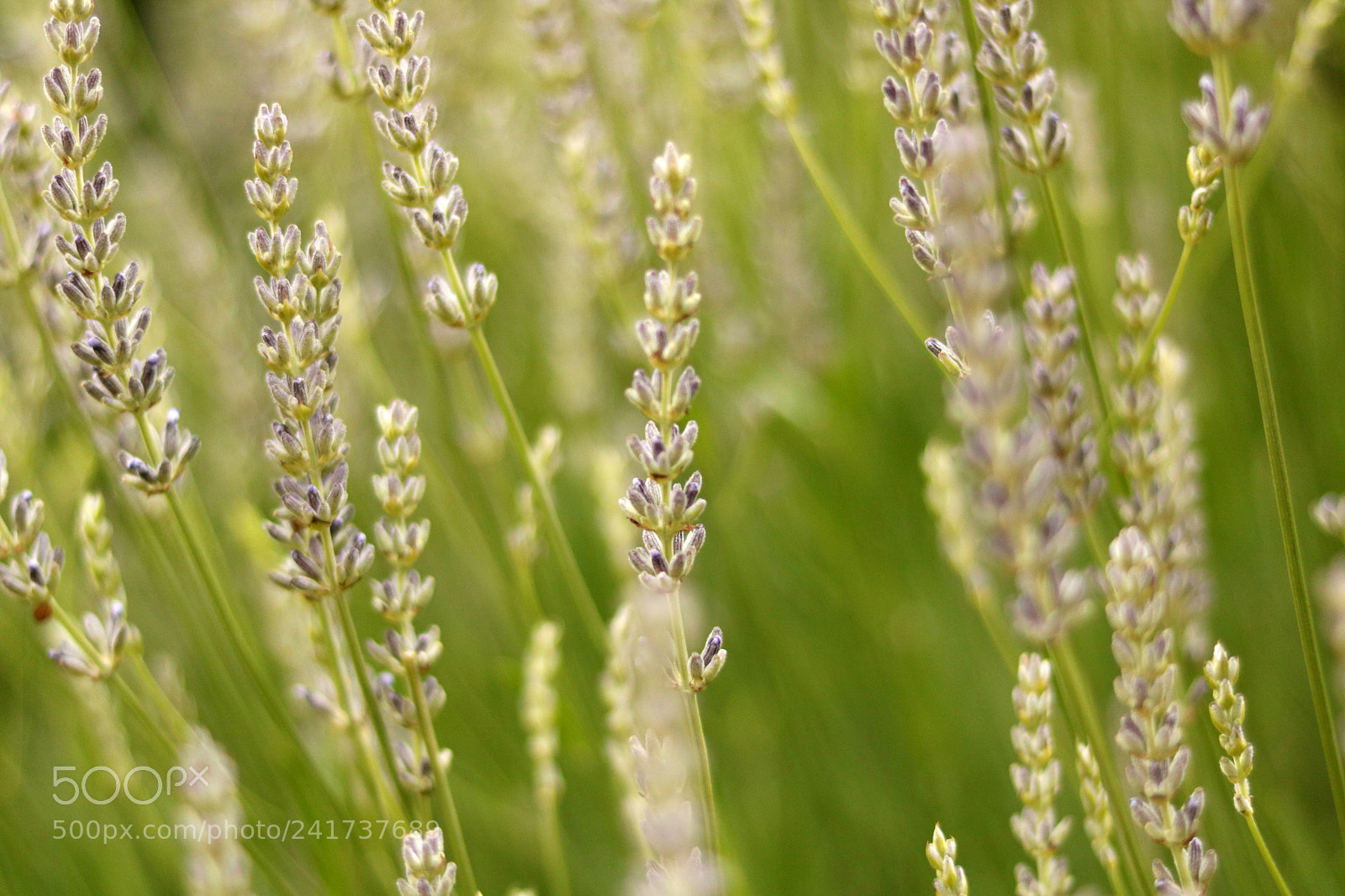 Canon EOS 750D (EOS Rebel T6i / EOS Kiss X8i) sample photo. Lavandas photography