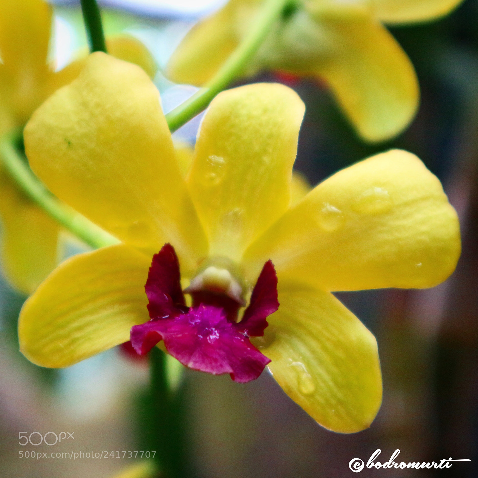 Canon EOS M10 sample photo. Yellow orchid photography
