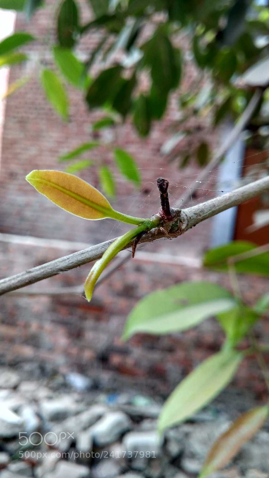 Xiaomi Redmi 4A sample photo. Yellowish leaf photography