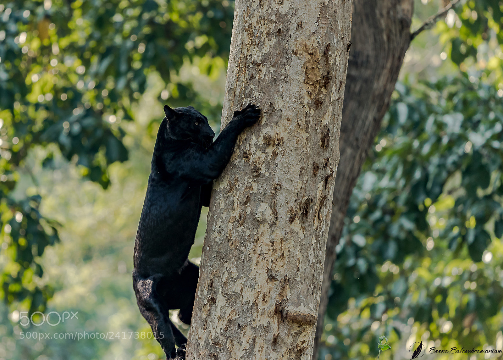 Canon EOS-1D X Mark II sample photo. The acrobatic black panther photography