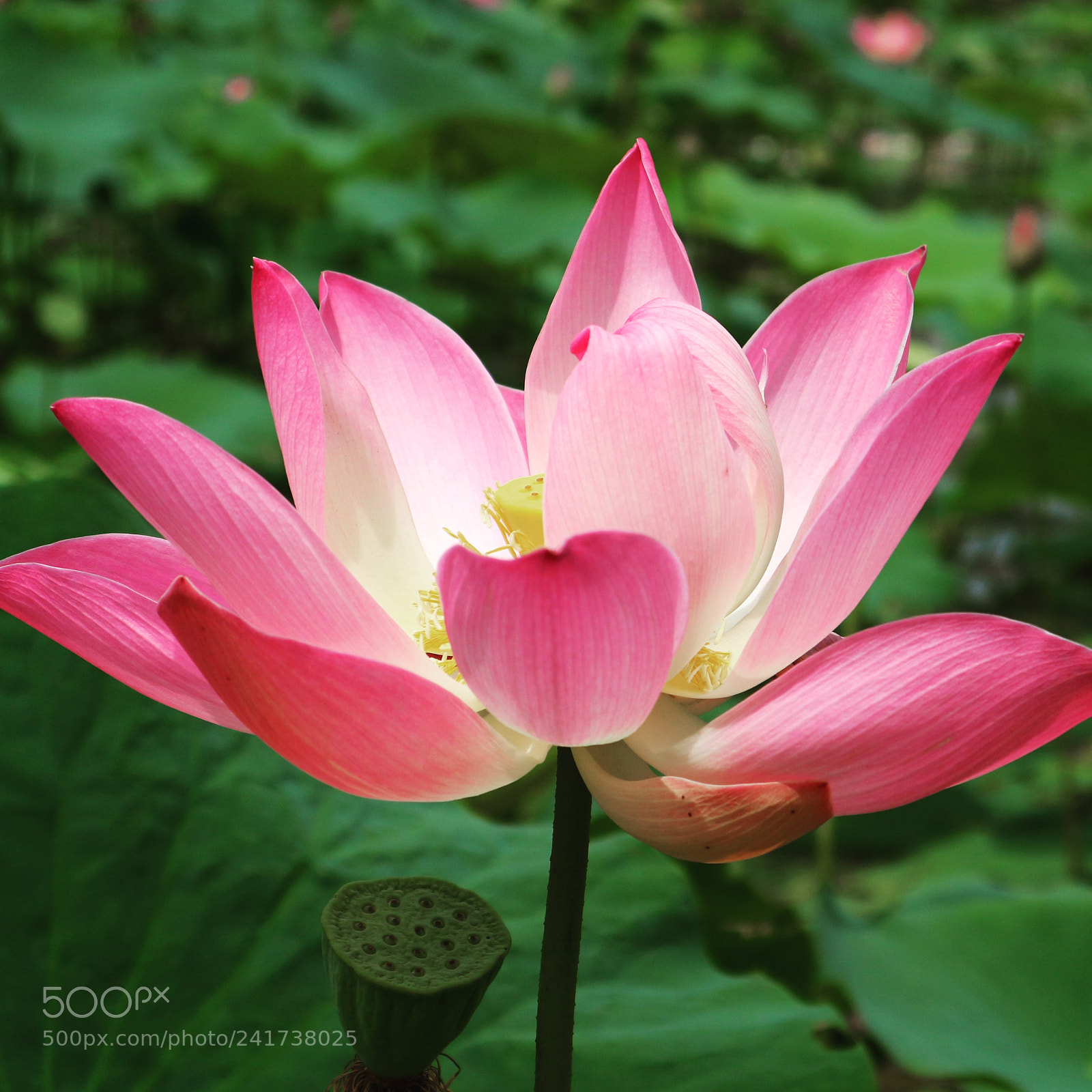 Canon EOS M10 sample photo. Seroja flower photography