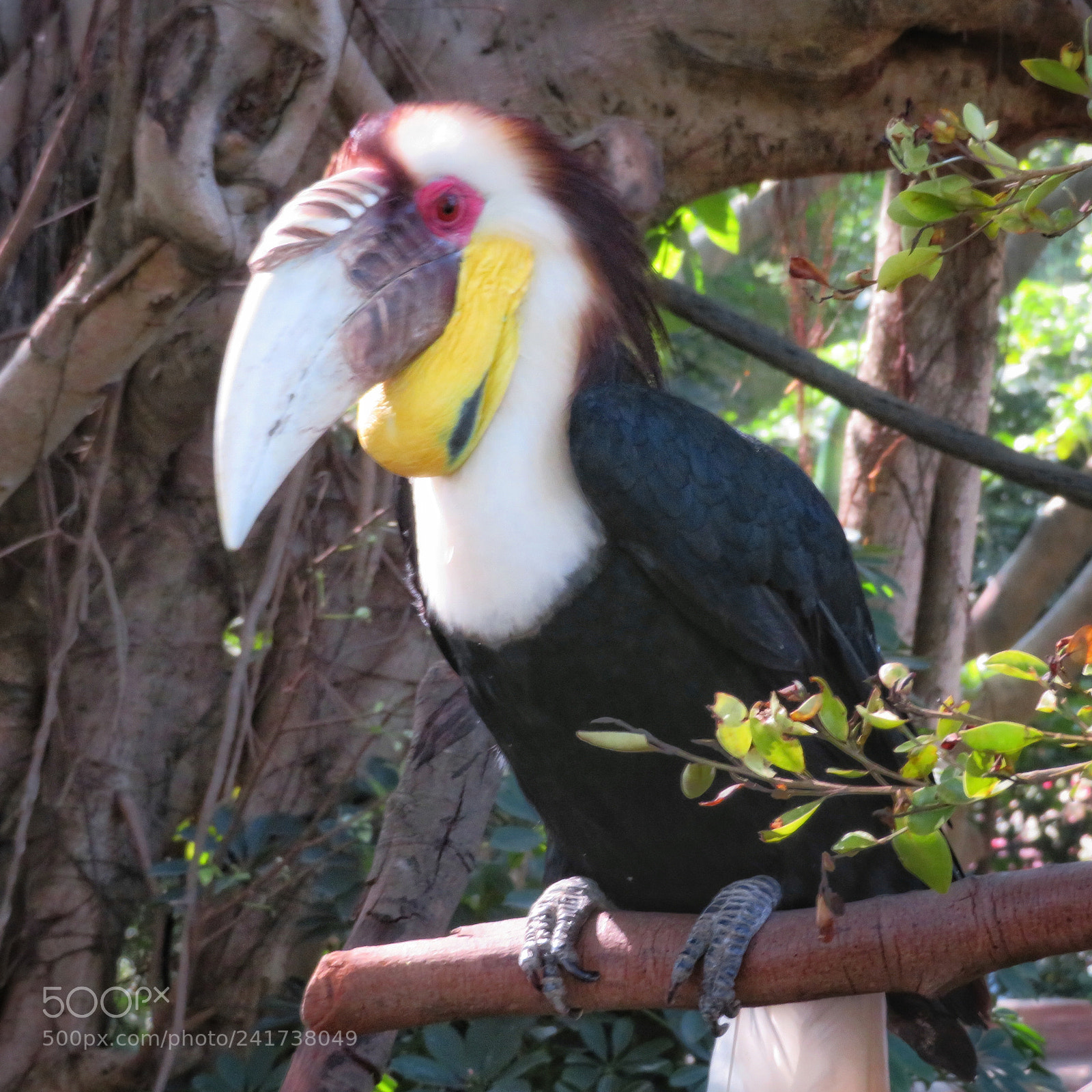 Canon PowerShot SX720 HS sample photo. Wreathed hornbill photography
