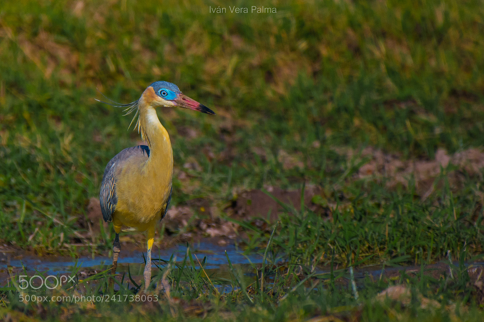 Nikon D500 sample photo. Chiflón photography