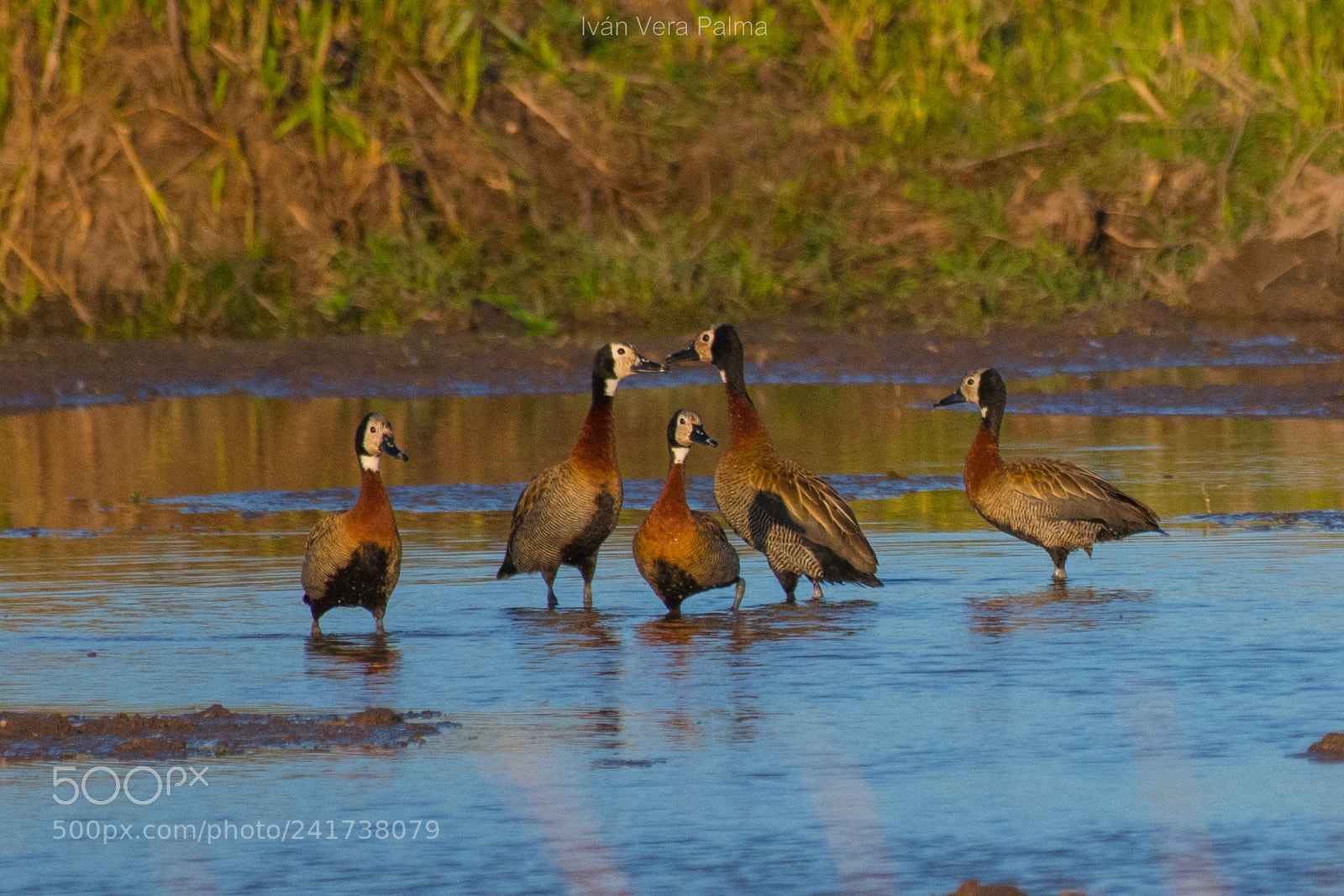 Nikon D500 sample photo. Patos picazo photography