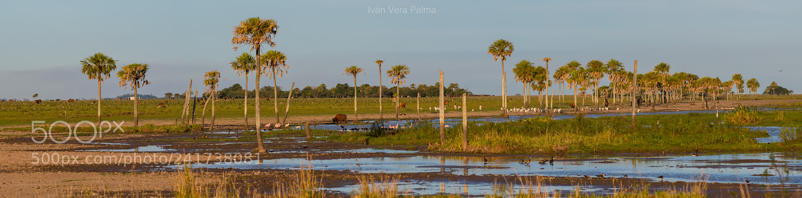 Nikon D500 sample photo. Camba trapo photography