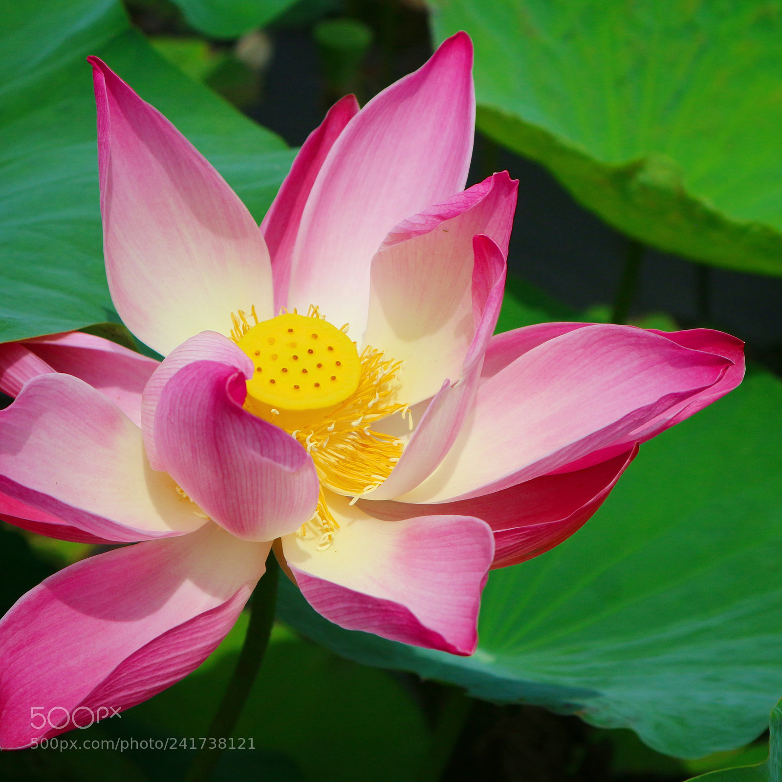 Canon EOS M10 sample photo. Lotus flower photography