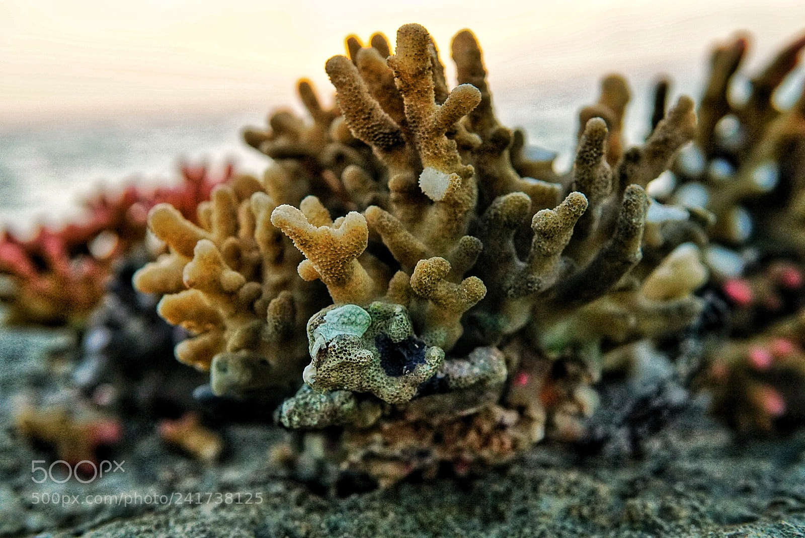 Sony a6500 sample photo. Untitled photography