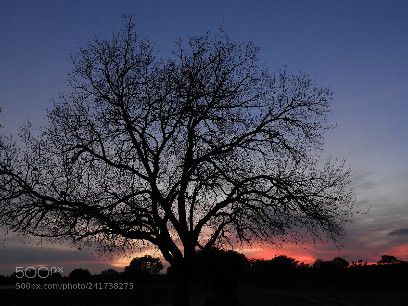Nikon Coolpix B700 sample photo. Big pecan silhouette at photography