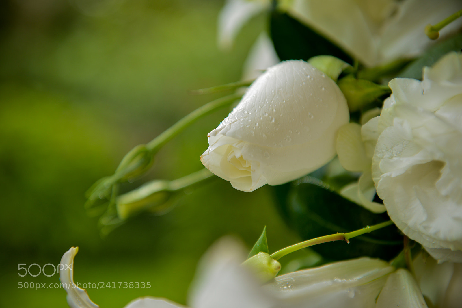 Nikon D800 sample photo. Federica ungaro photography