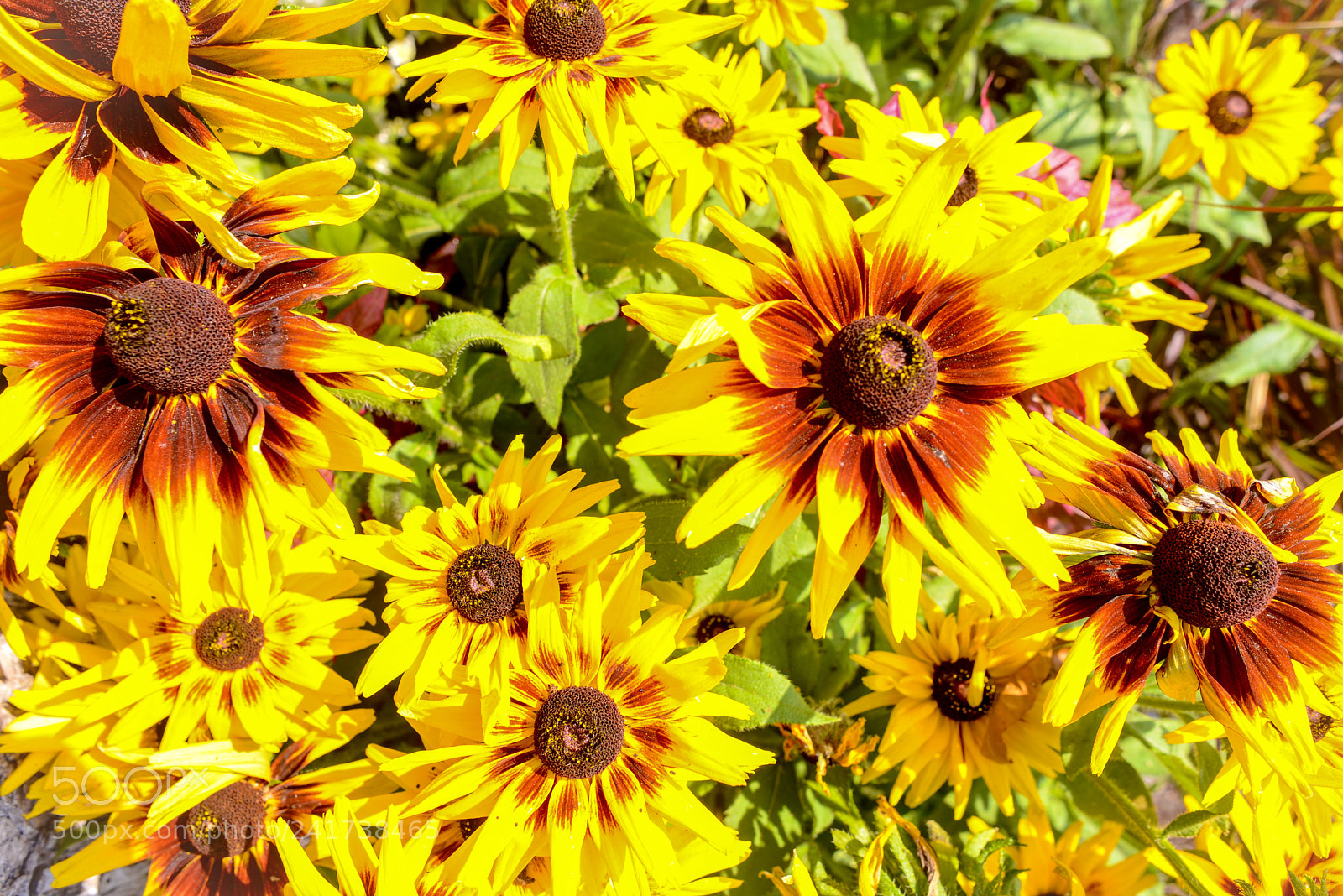 Nikon D600 sample photo. Nature’s golden photography