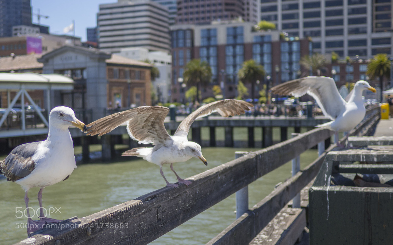 Olympus OM-D E-M10 sample photo. Gulls at the pier photography