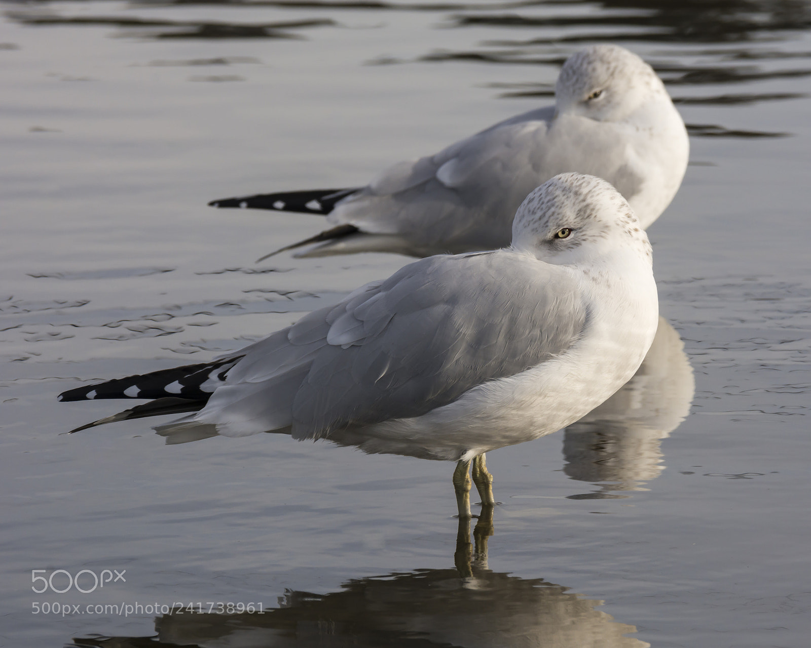 Nikon D7100 sample photo. Ring-billed gulls at rest photography