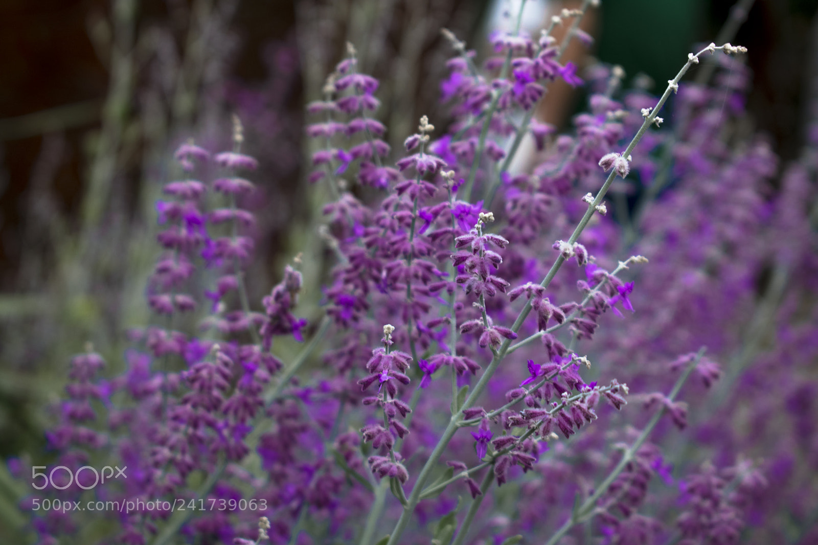 Nikon D3400 sample photo. Flower photography