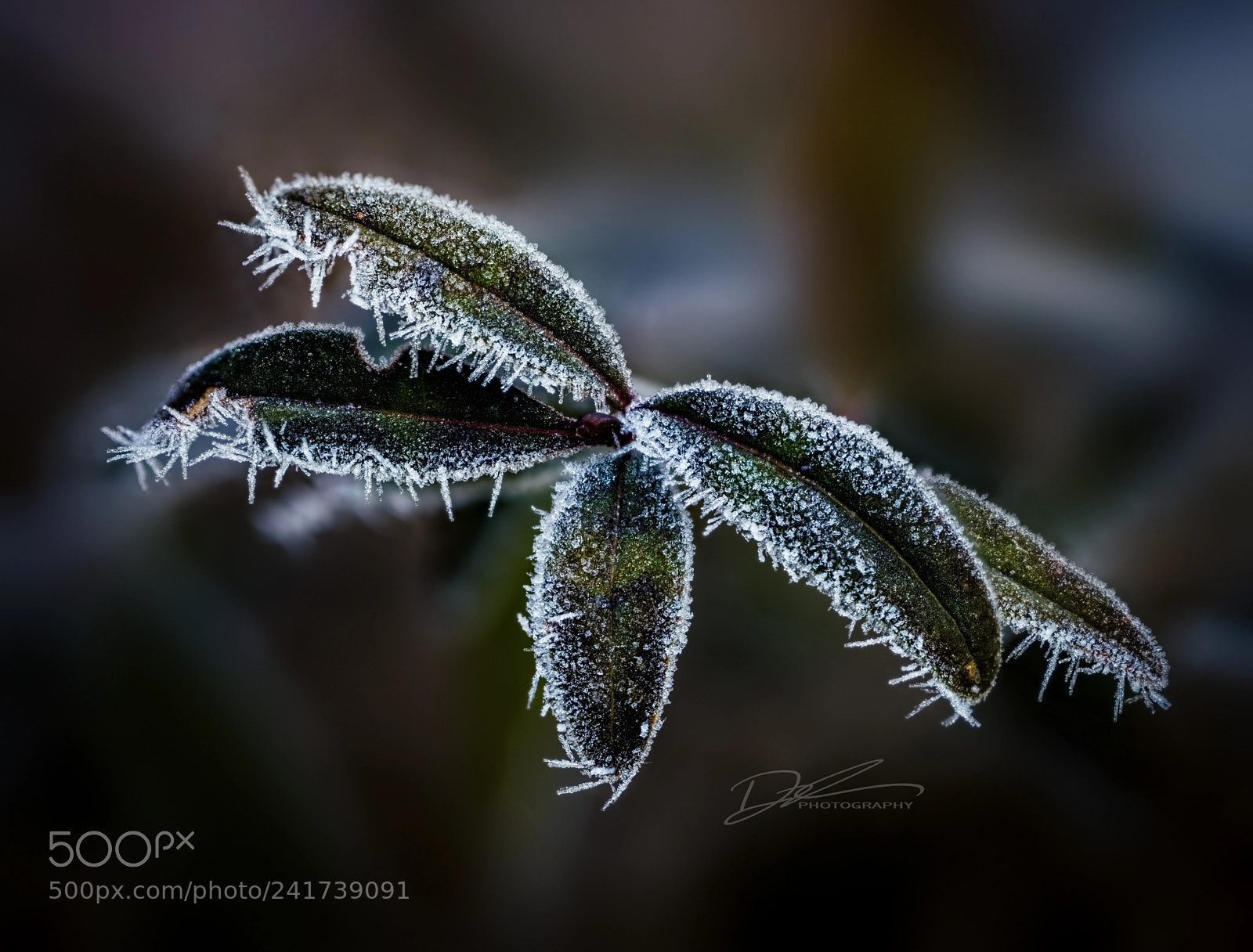 Canon EOS 5DS R sample photo. The deep freeze photography