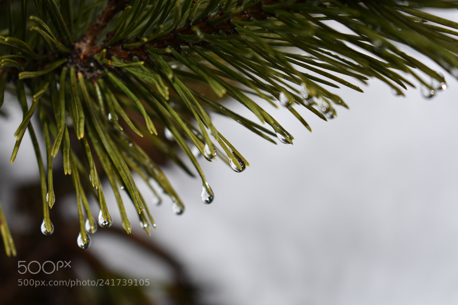 Nikon D3400 sample photo. •blausee• photography
