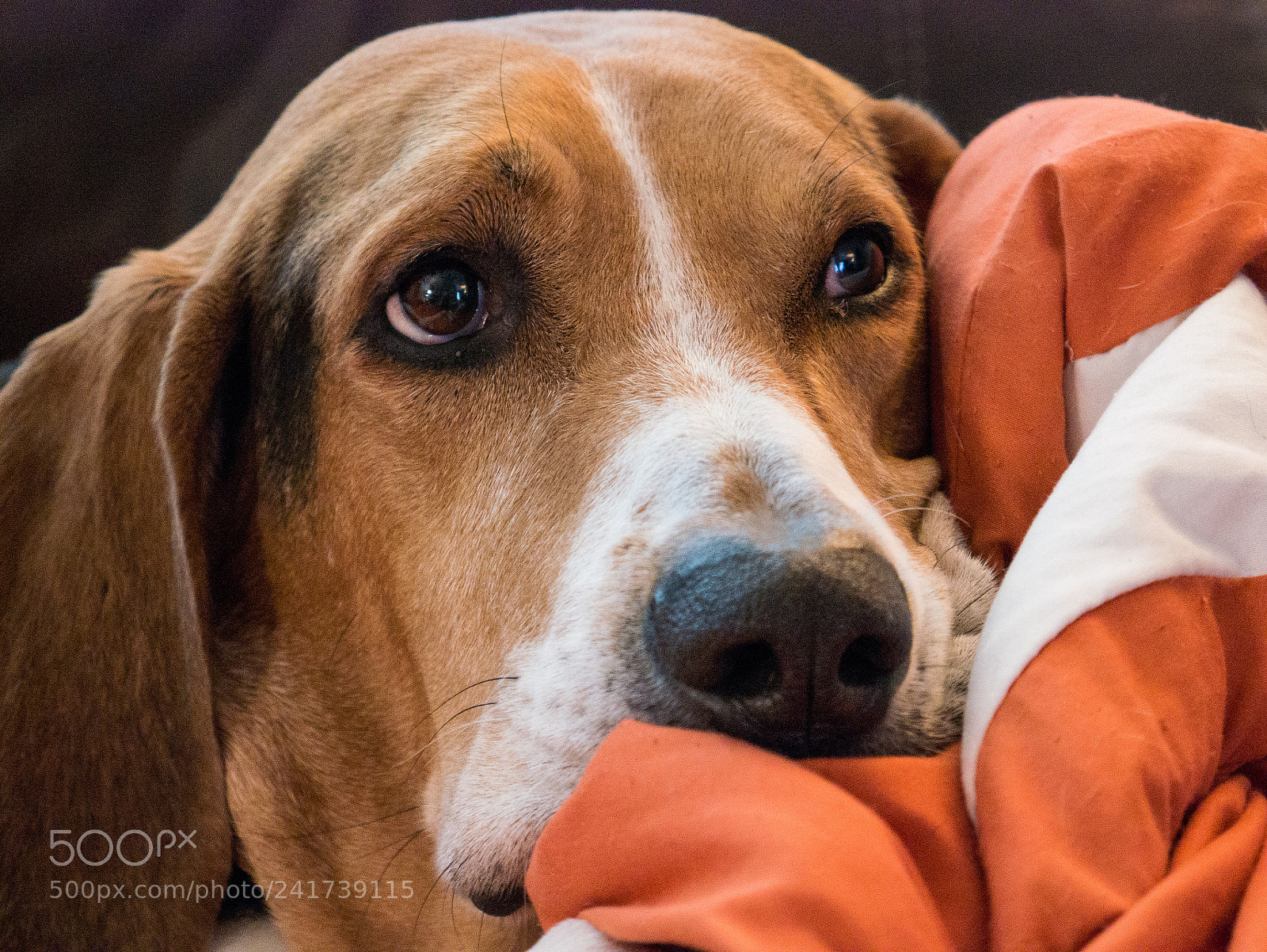 Panasonic Lumix DMC-G7 sample photo. Bentley photography