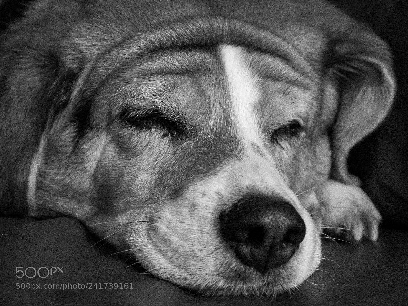 Panasonic Lumix DMC-G7 sample photo. Maddie snoozing. photography