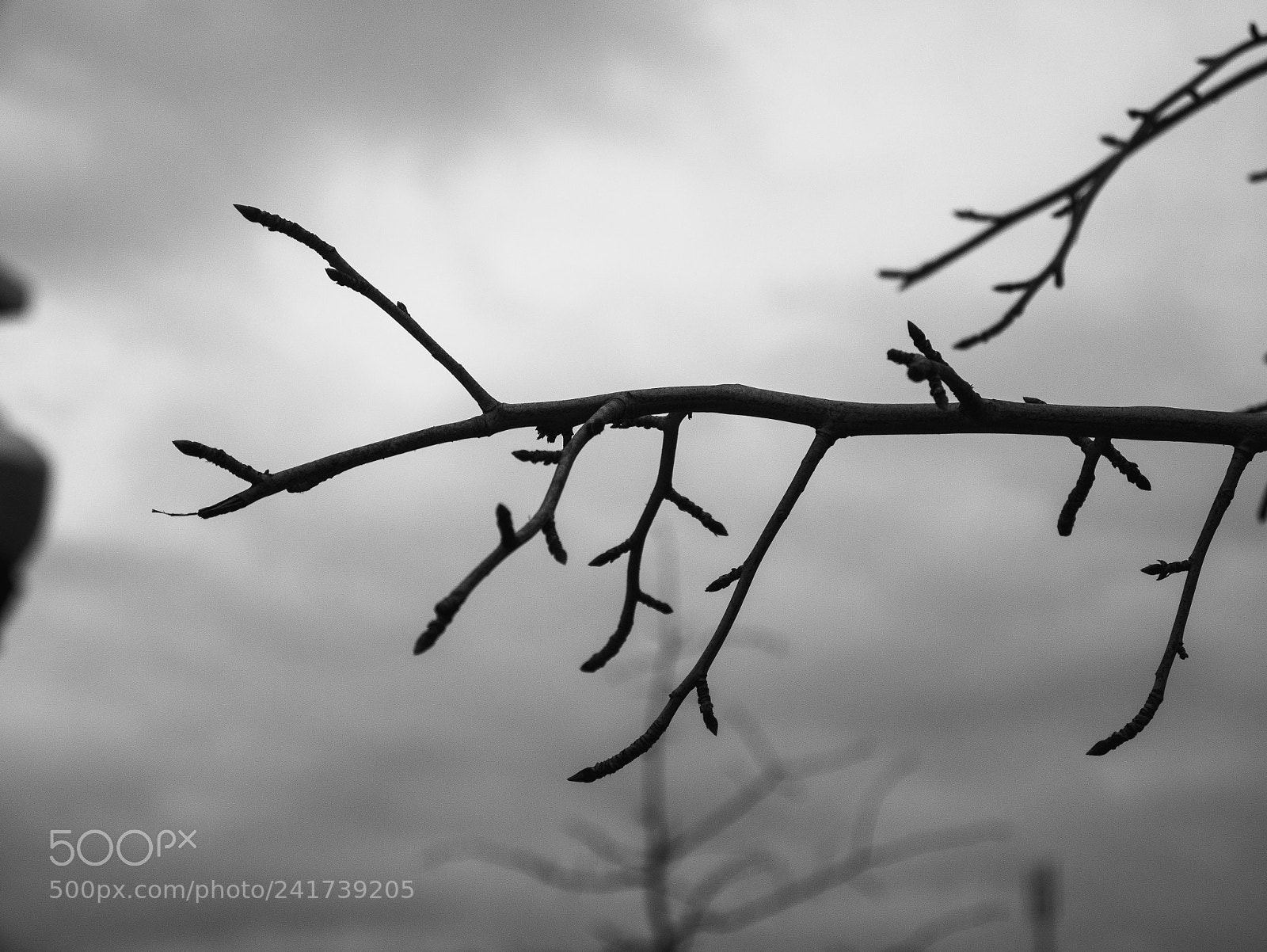 Panasonic Lumix DMC-G7 sample photo. Winter branch photography
