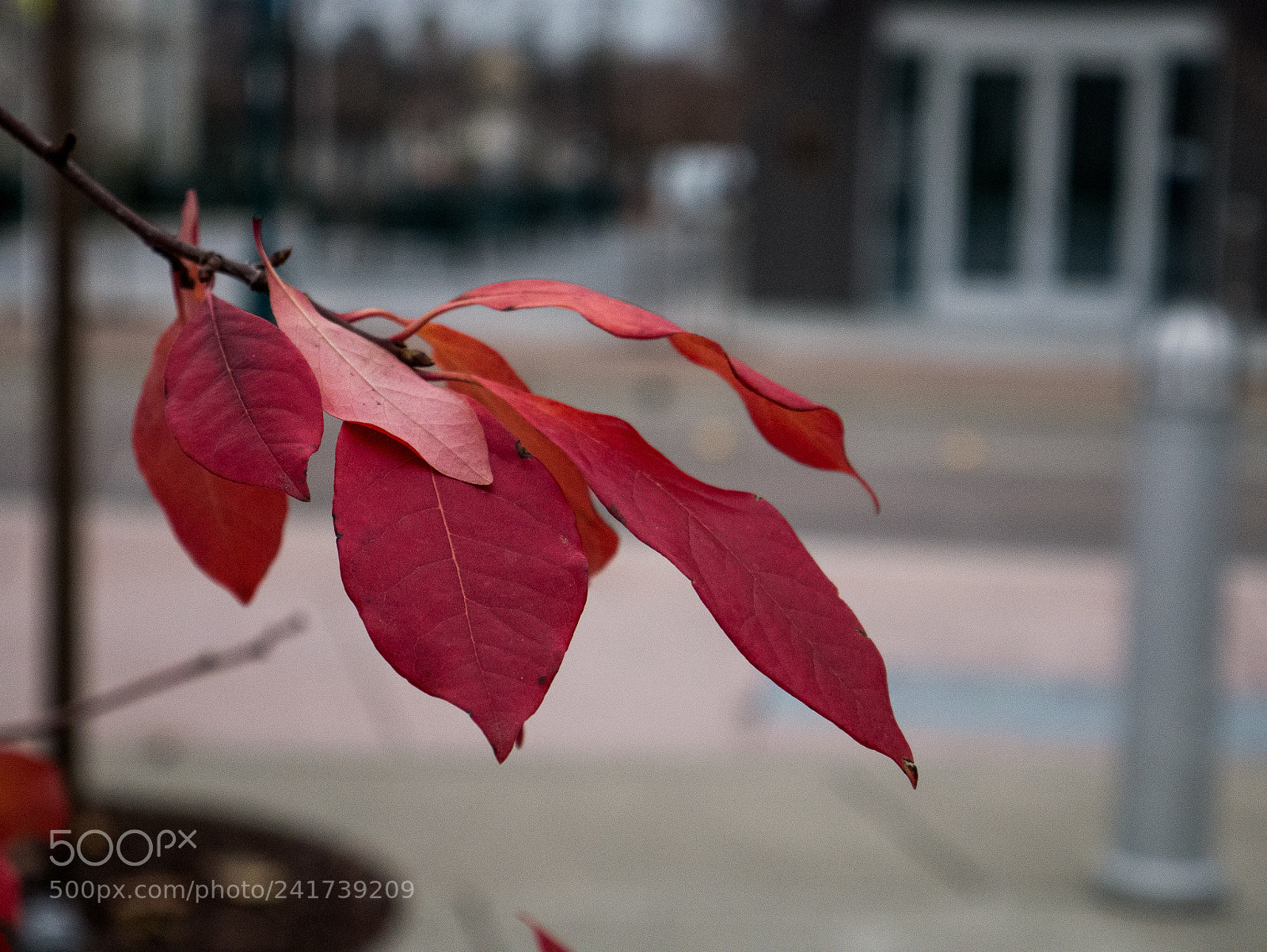 Panasonic Lumix DMC-G7 sample photo. Red autumn photography