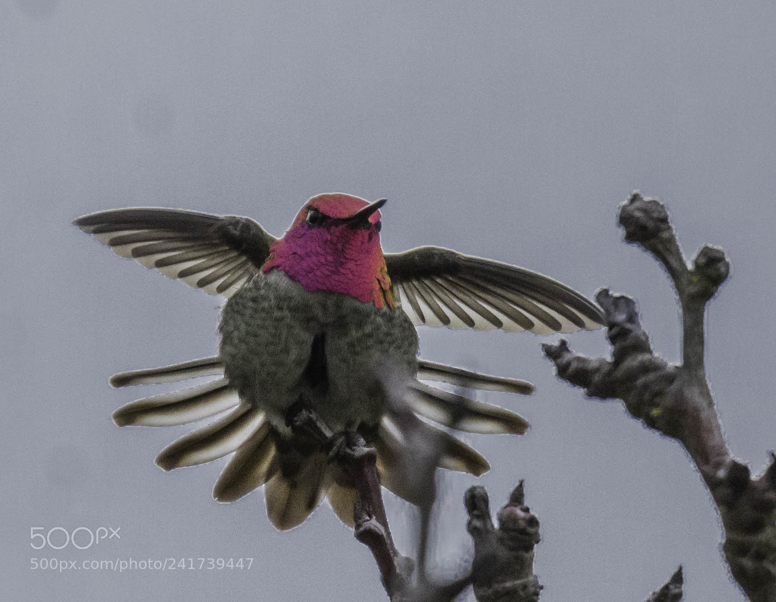 Nikon D7200 sample photo. Hummingbird beauty photography