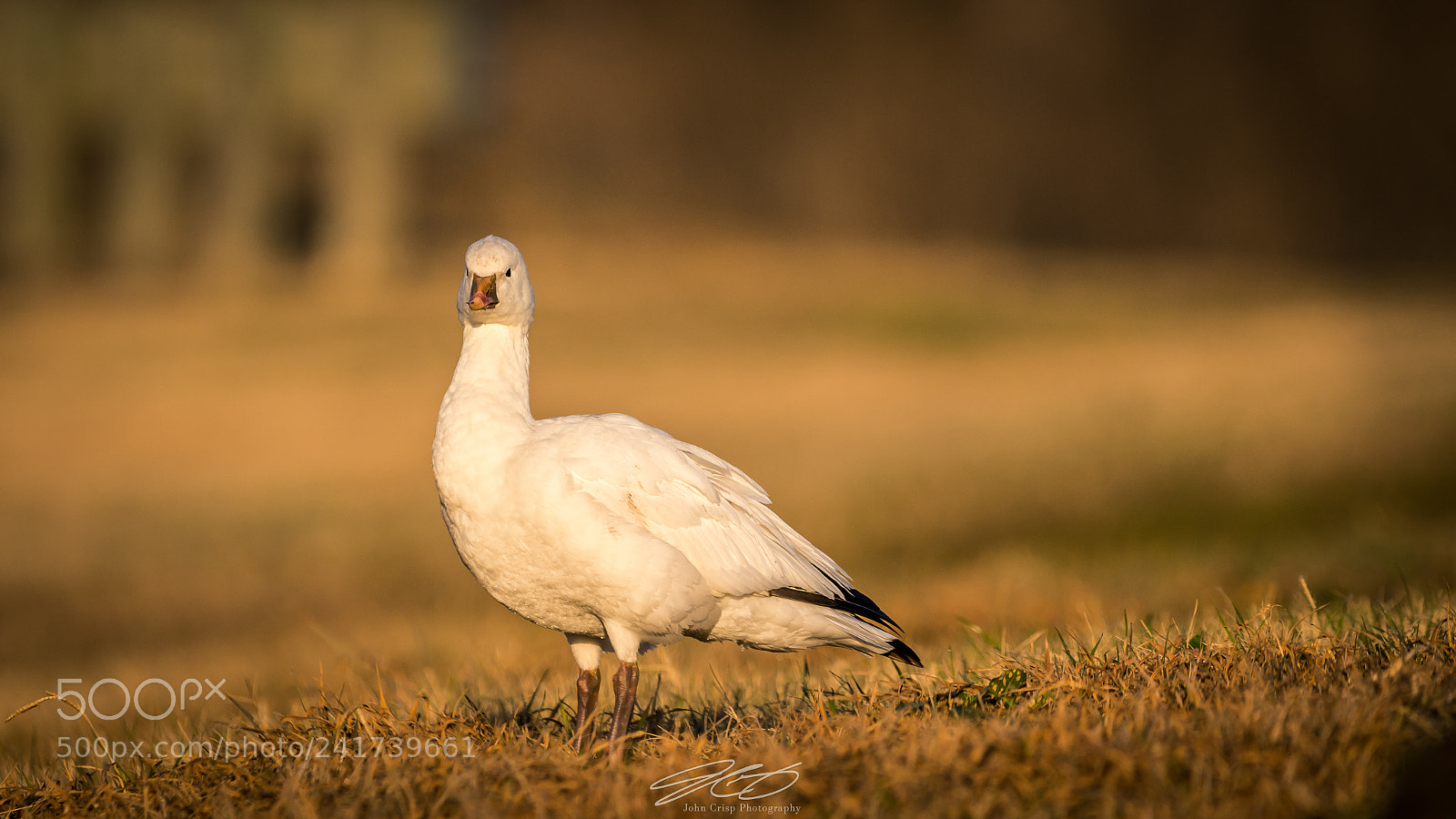 Nikon D7200 sample photo. Texas snow goose photography
