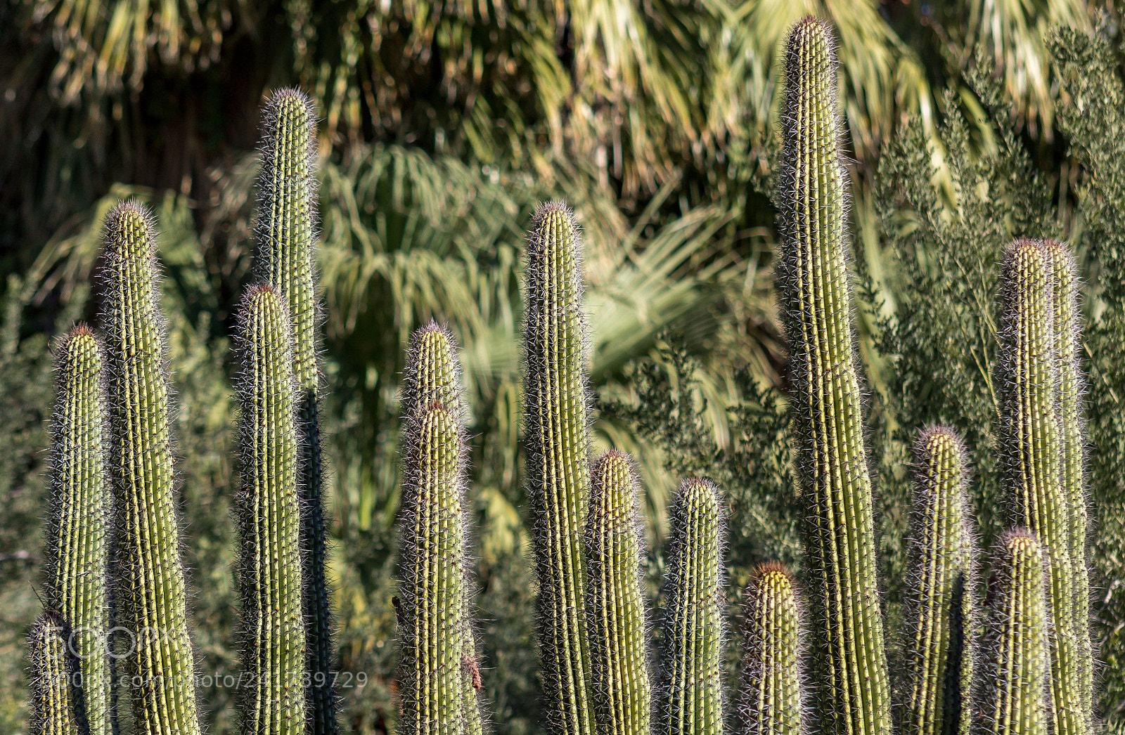 Canon EOS 1200D (EOS Rebel T5 / EOS Kiss X70 / EOS Hi) sample photo. Organ pipe cactus photography