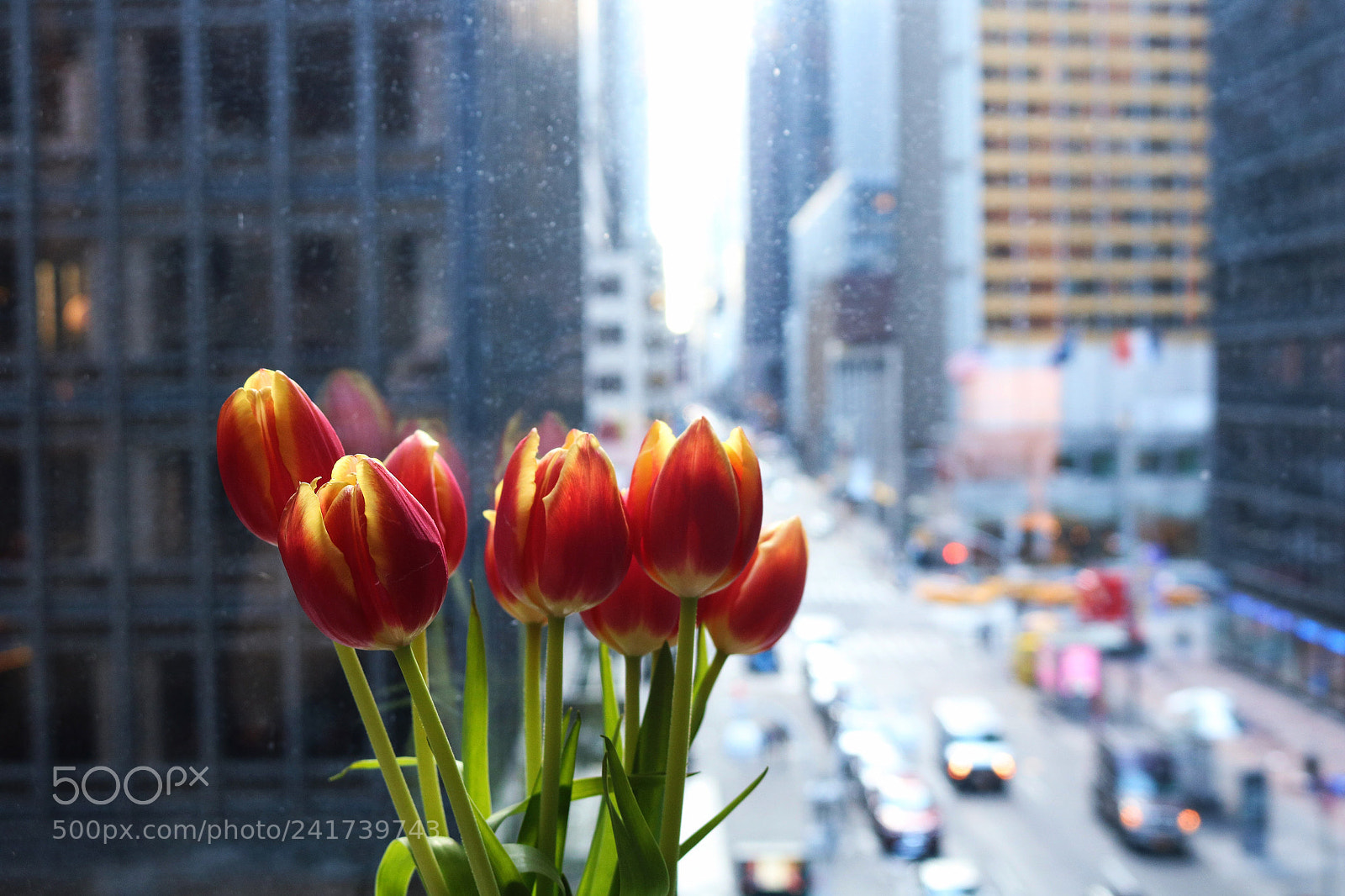 Canon EOS 750D (EOS Rebel T6i / EOS Kiss X8i) sample photo. Flowers in new york photography