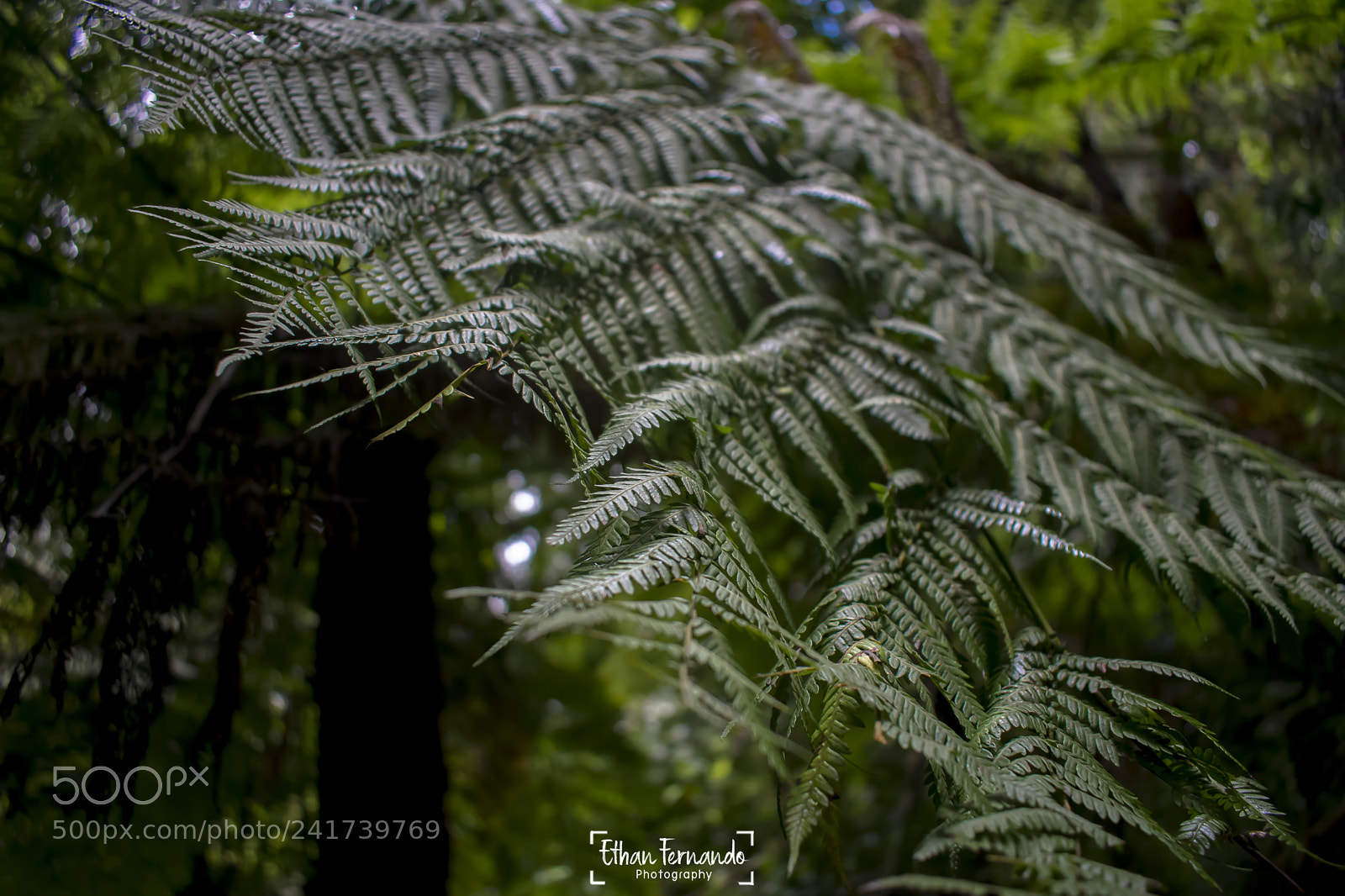 Nikon D3400 sample photo. Tree branch photography