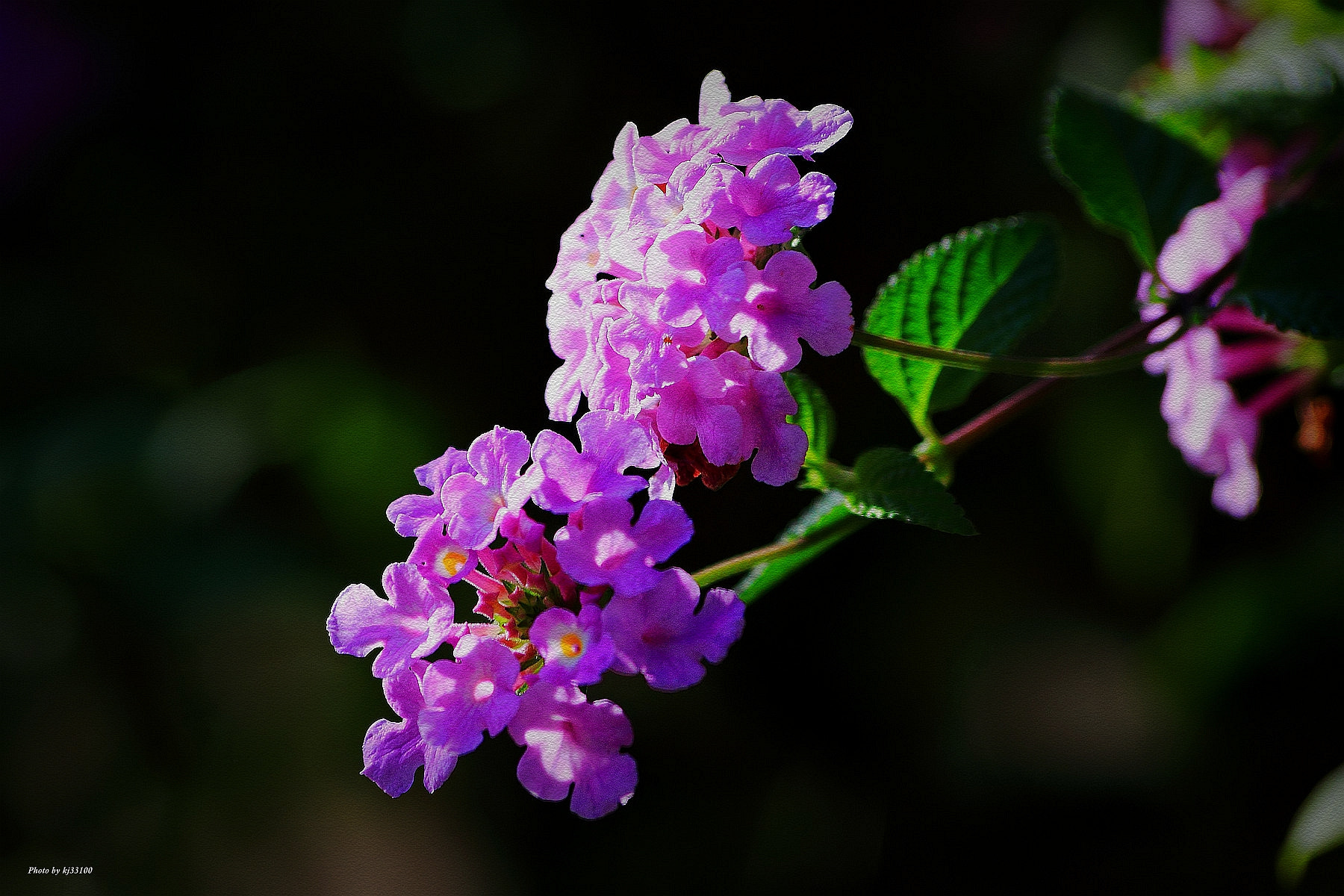 Sigma 70-300mm F4-5.6 APO DG Macro sample photo. 冬陽 photography