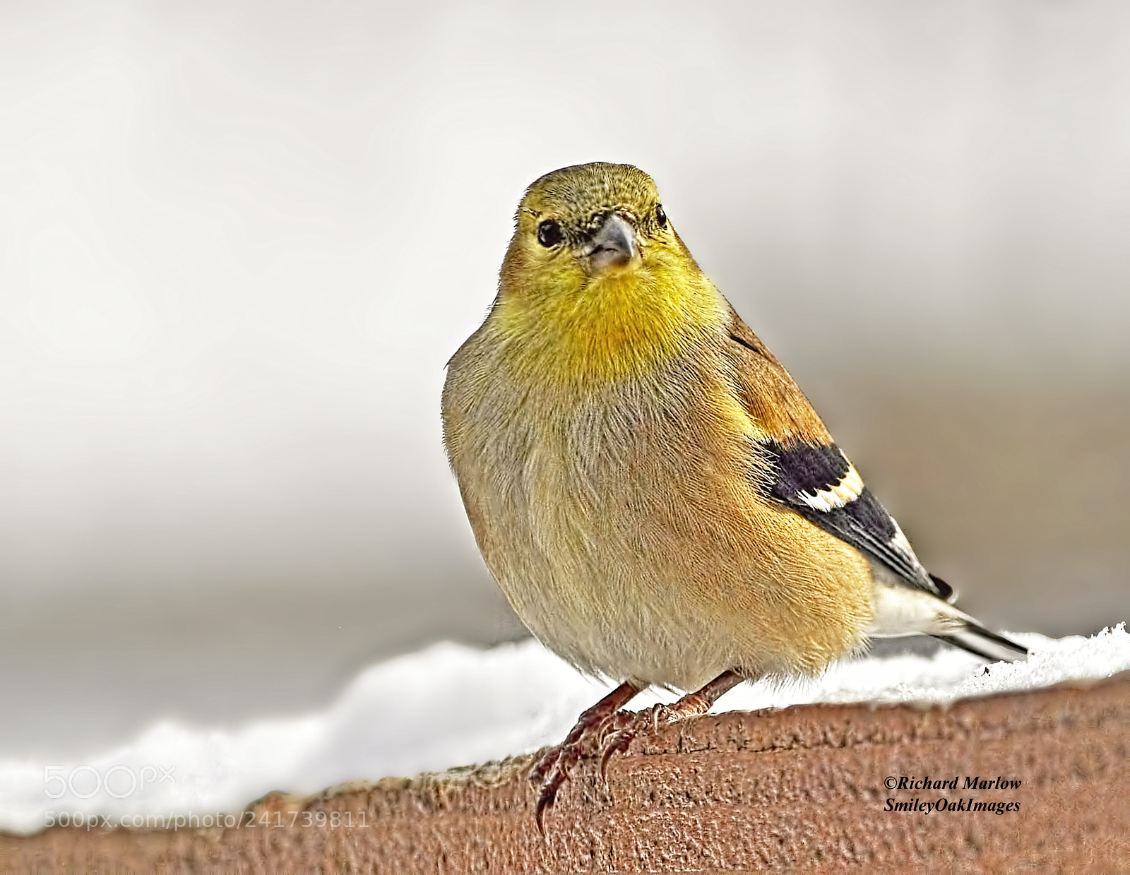 Nikon D5000 sample photo. Golden finch photography