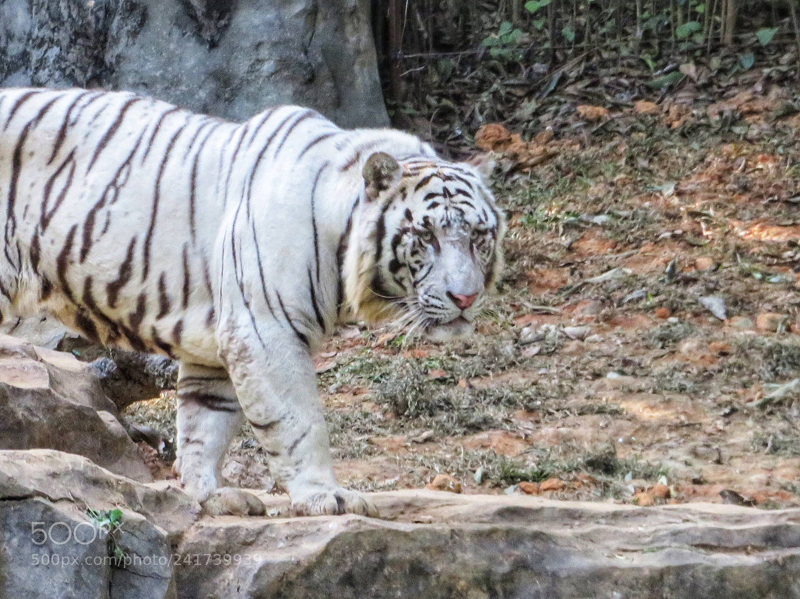 Canon PowerShot SX720 HS sample photo. White tiger on the photography
