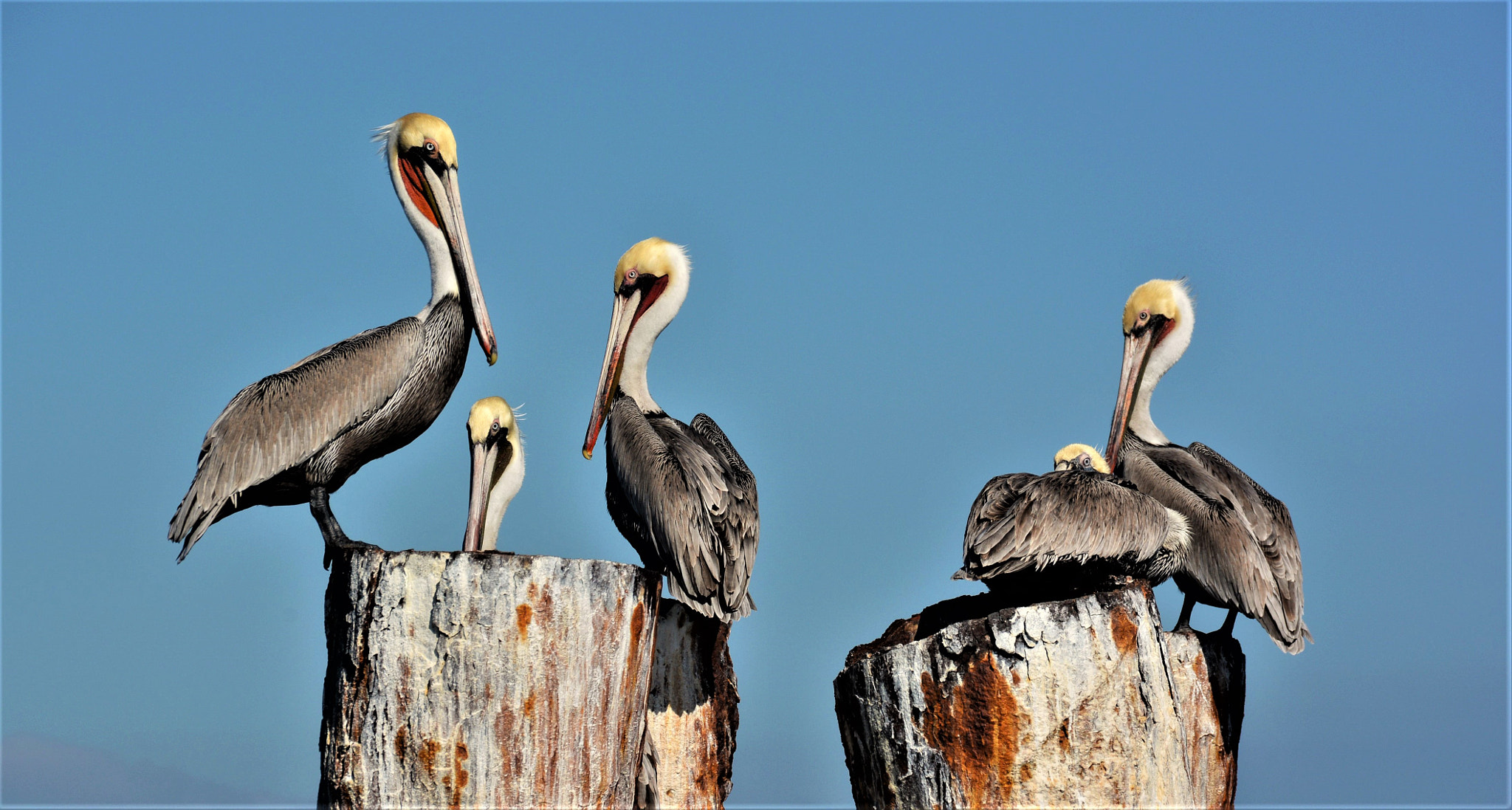 Nikon D7100 + Sigma 18-250mm F3.5-6.3 DC Macro OS HSM sample photo. Brown pelicans  resting. photography