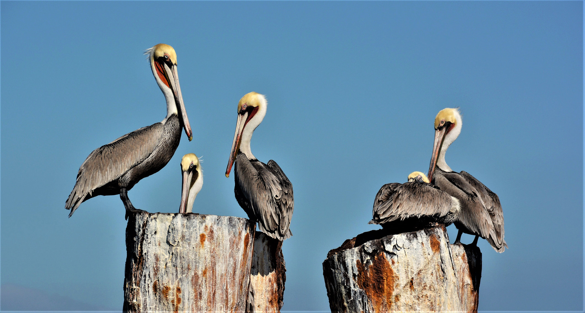 Sigma 18-250mm F3.5-6.3 DC Macro OS HSM sample photo. Brown pelicans  resting. photography
