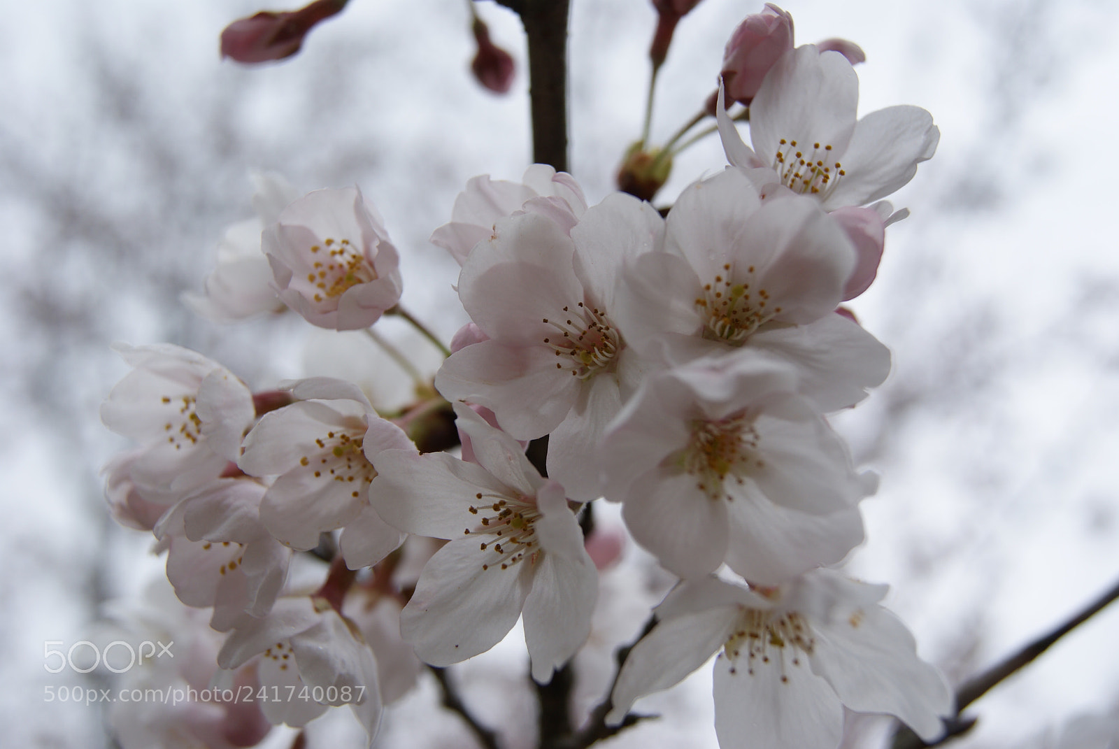 Sony Alpha DSLR-A330 sample photo. 桜 photography