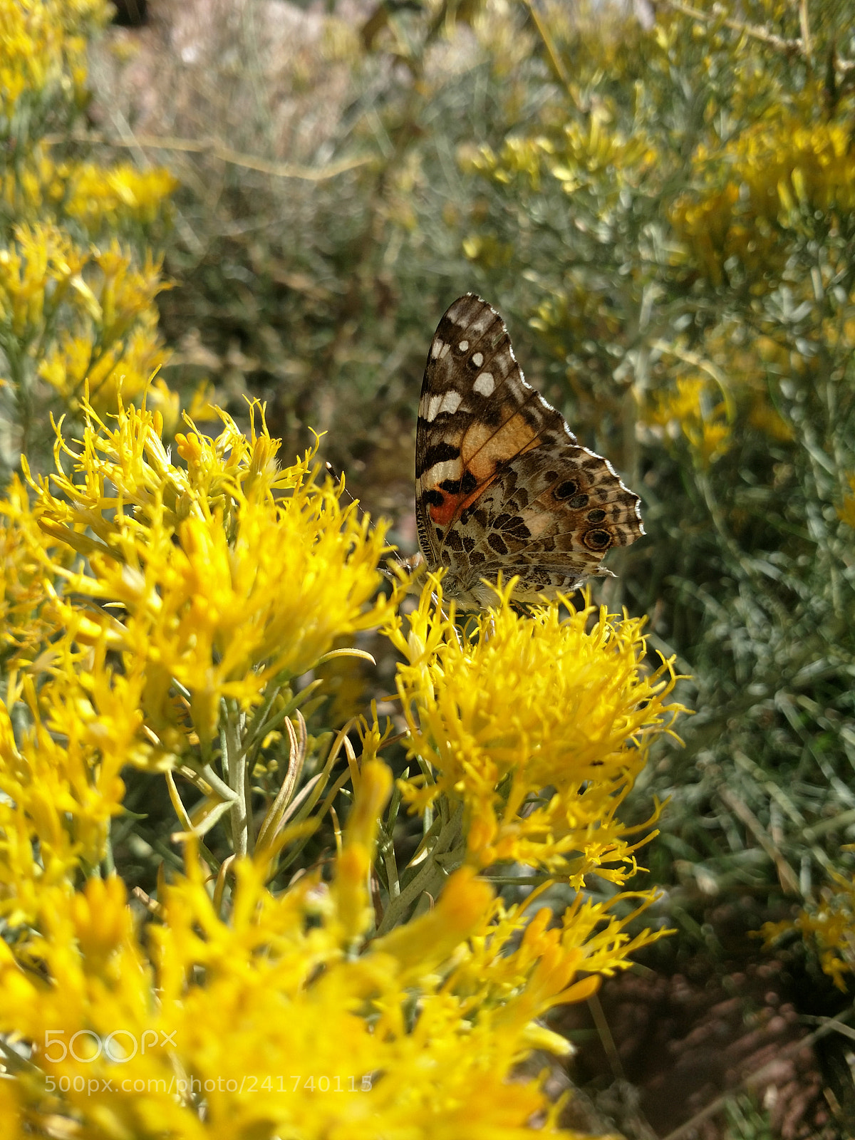 Motorola XT1650 sample photo. Butterflies photography