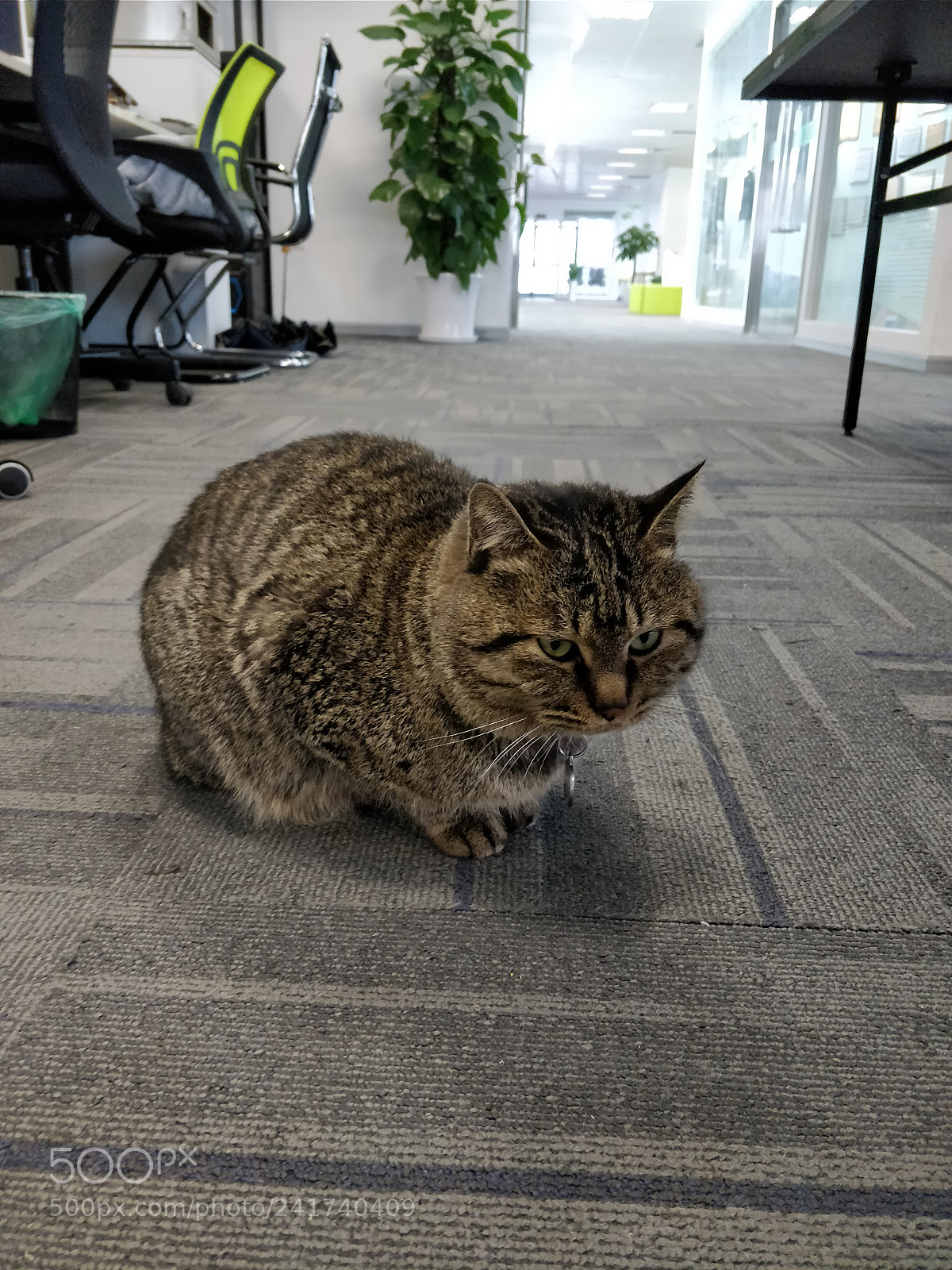 OnePlus 5T sample photo. King in my office photography