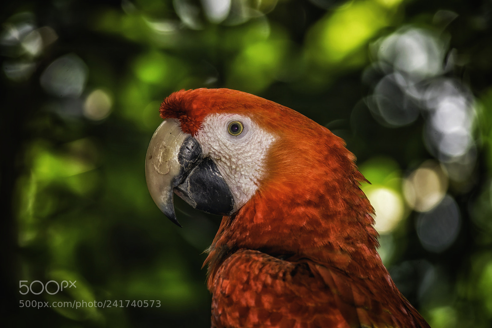 Nikon D7100 sample photo. Guacamaya roja photography