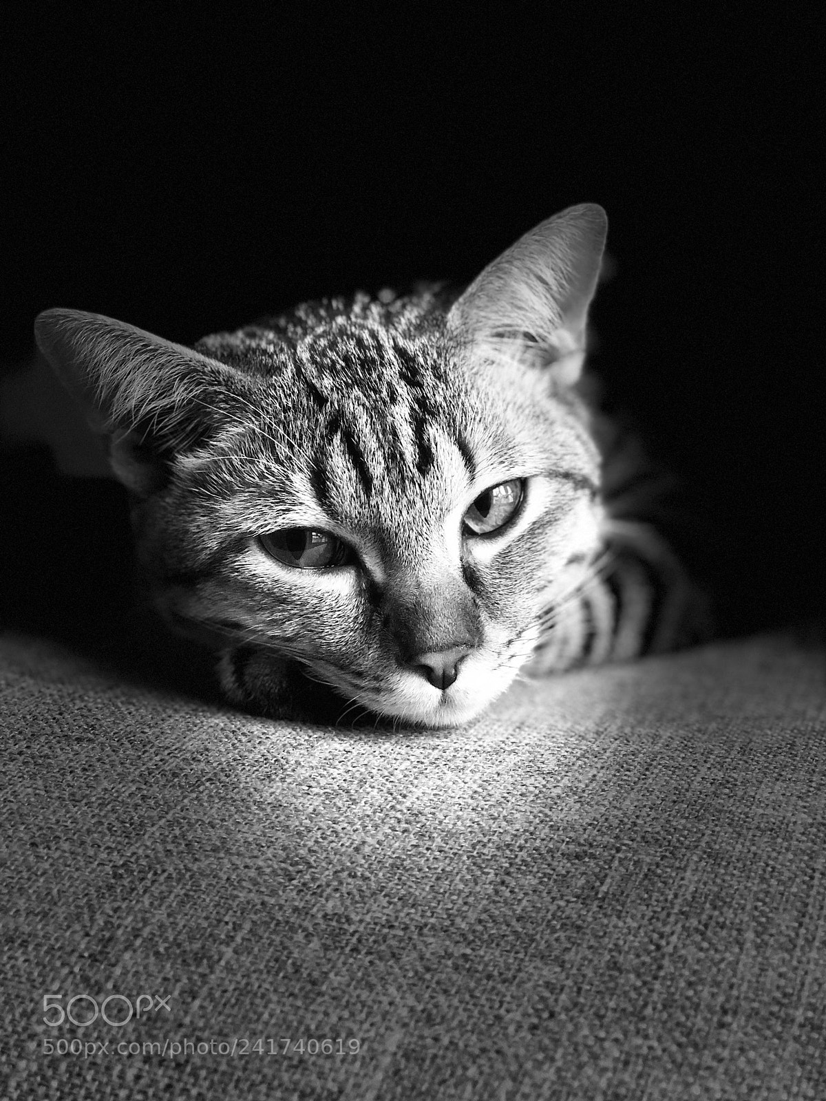 Apple iPhone 8 Plus sample photo. Untitled photography