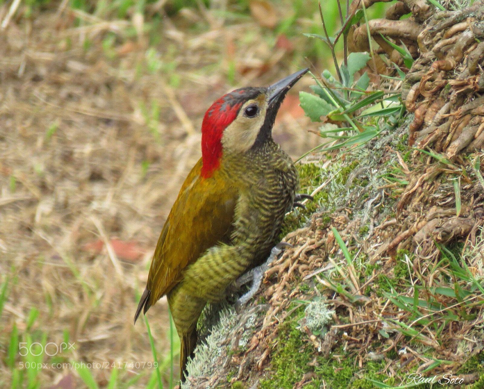 Canon PowerShot SX60 HS sample photo. Carpintero buchipecoso photography