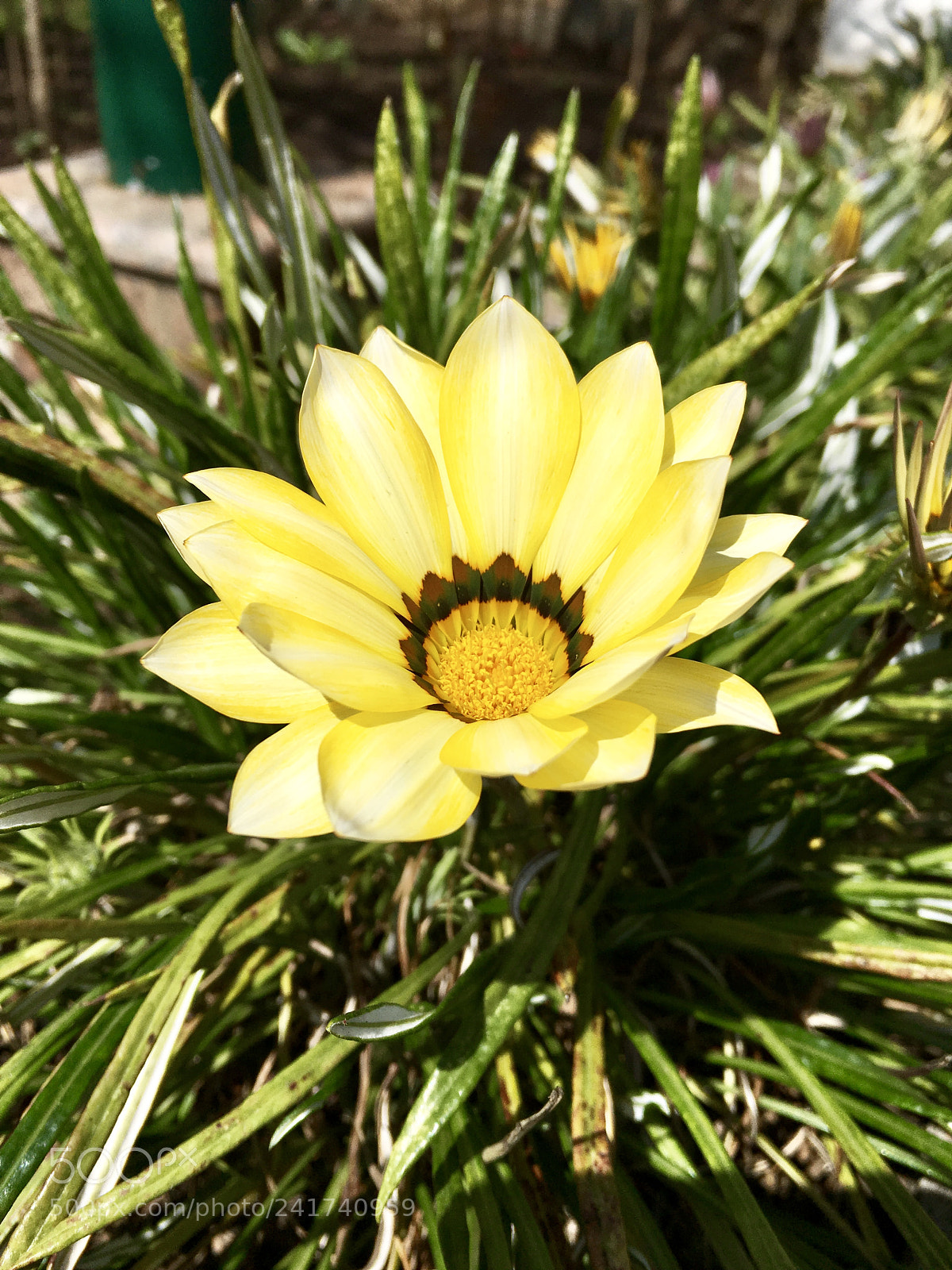Apple iPhone 6s Plus sample photo. Yellowish photography